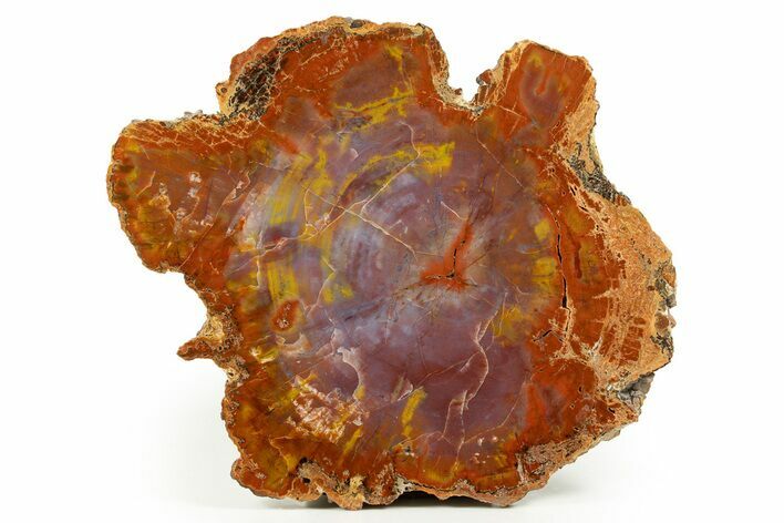 Rainbow Colored, Polished Petrified Wood Round - Arizona #305088